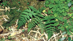 O-090-深山鱗毛蕨縮圖