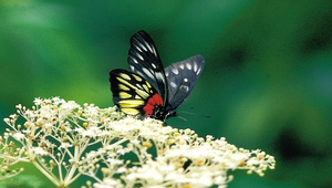 J-019-紅肩粉蝶縮圖