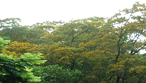 相思樹01縮圖