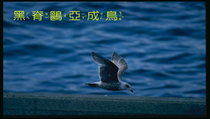 黑脊鷗幼縮圖
