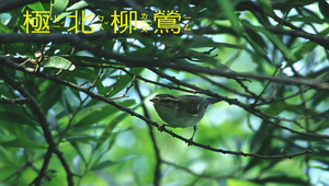 極北柳鶯1縮圖