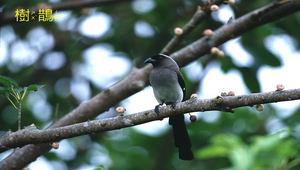 樹鵲2縮圖