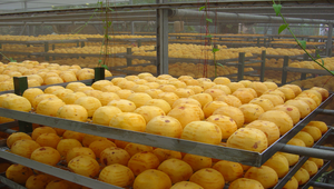 削好果皮準備曬乾的紅柿縮圖