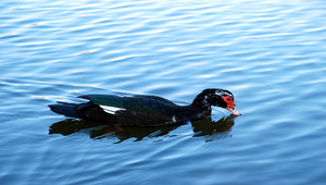 兩棲類動物縮圖