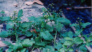 茯苓菜縮圖