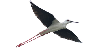 高蹺行鳥69飛縮圖