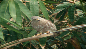 灰面鵟鷹成鳥縮圖