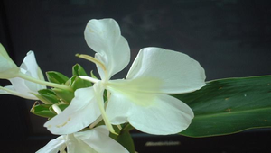 野薑花01縮圖