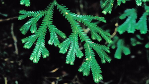 O-022-生根卷柏縮圖