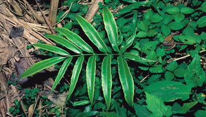 O-058-日本鳳丫蕨縮圖