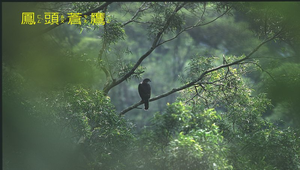 鳳頭蒼鷹5縮圖