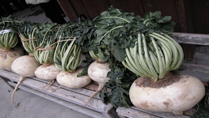 你能看出這是什麼植物嗎？縮圖