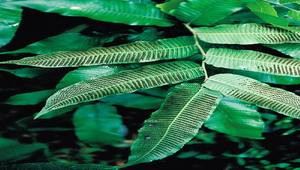 O-098-大羽新月蕨孢子囊群縮圖