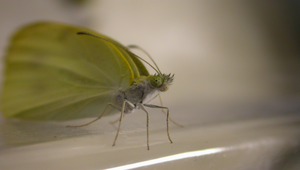 紋白蝶成蟲縮圖