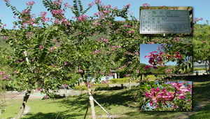 豔紫荊縮圖