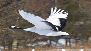 丹頂鶴3縮圖