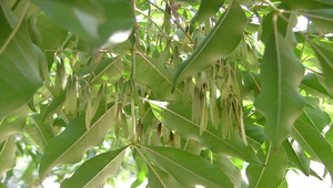 白雞油(別稱光臘樹)果實02-資源代表圖