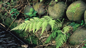 O-024-大金星蕨縮圖