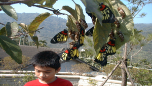 紅肩粉蝶-13縮圖