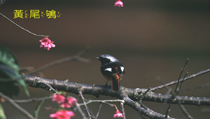黃尾鴝6縮圖