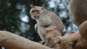 動物園的猴子縮圖