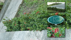 矮性仙丹花縮圖