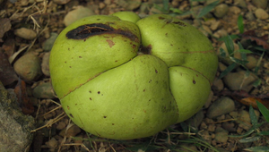 第倫桃種子縮圖