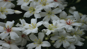 油桐花縮圖