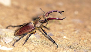 D-143-高沙深山鍬形蟲縮圖