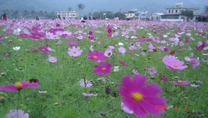 波斯菊縮圖