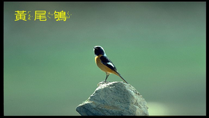 黃尾鴝縮圖