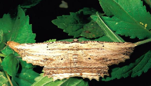 J-075-木理弭尺蠖縮圖