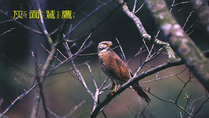 data\969縮圖