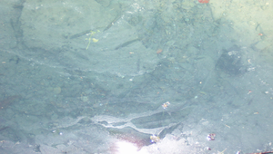 主題-員山鄉水之美--自然之美_0742縮圖