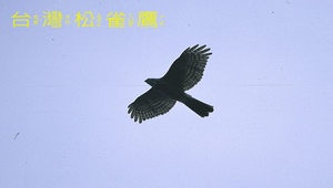 data\919縮圖