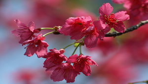 八重櫻1縮圖