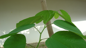 084604_994_20081215144727縮圖