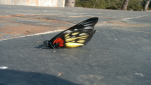 084685_513_20081213184355縮圖