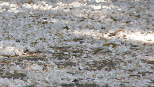 m_P5090026縮圖