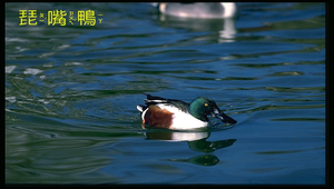 3-2 連比(南一版)縮圖