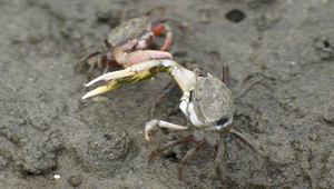 清白招潮蟹縮圖