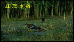 data\1175縮圖