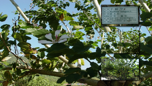 084685_514_20081213182526縮圖