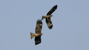 黑鳶三縮圖
