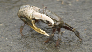 凹指招潮蟹縮圖