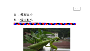 4-2寬腹螳螂縮圖