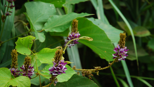 3-2 連比(南一版)縮圖