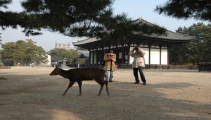 在日本奈良公園內處處可見鹿悠閒的在散步