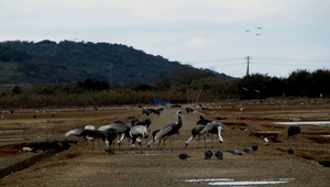 日本九州出水市的候鳥1縮圖