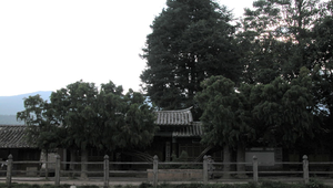 雲南沙畫展示館外的古樹縮圖